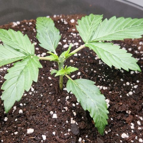 Amnesia Haze growlog timeline photo