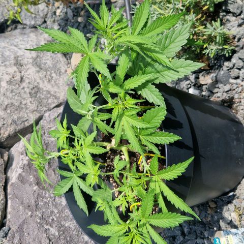 White Widow Automatic growlog timeline photo