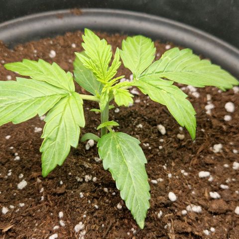 White Widow Automatic growlog timeline photo