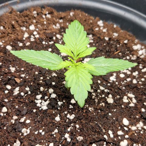 White Widow Automatic growlog timeline photo
