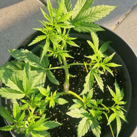 White Widow Automatic growlog timeline photo