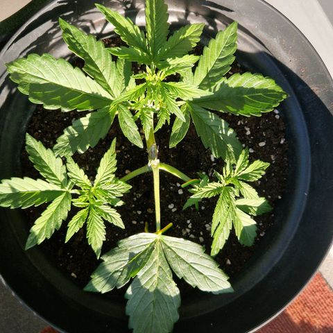 White Widow Automatic growlog timeline photo