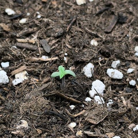 White Widow Automatic growlog timeline photo