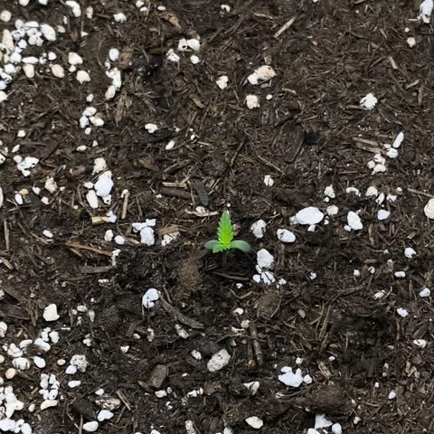 White Widow Automatic growlog photo: Morgen Wasser