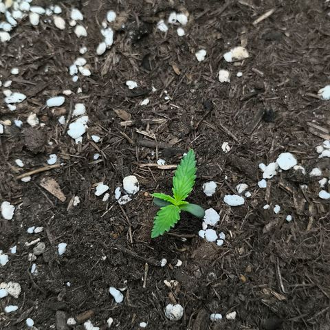 White Widow Automatic growlog timeline photo