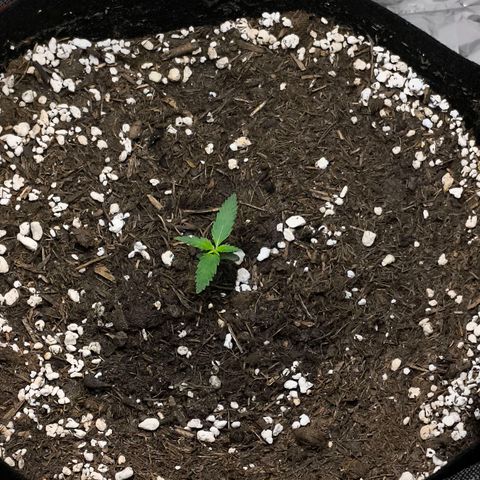 White Widow Automatic growlog timeline photo