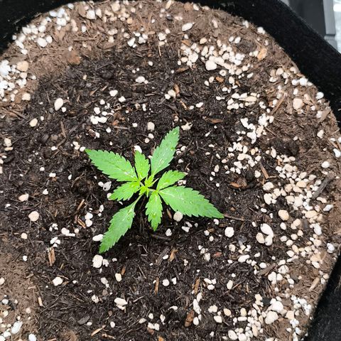 White Widow Automatic growlog timeline photo