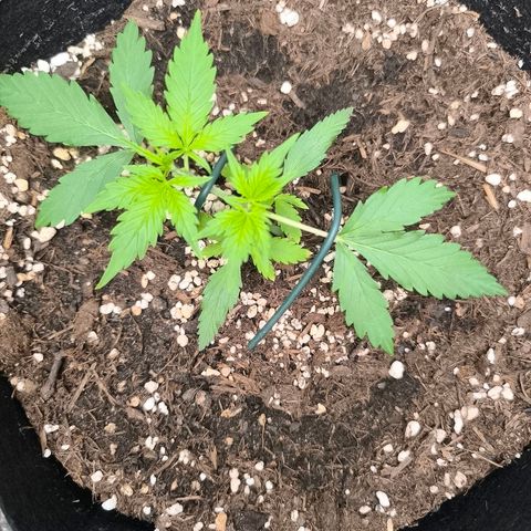White Widow Automatic growlog timeline photo