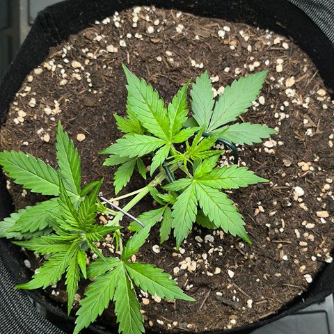 White Widow Automatic growlog timeline photo