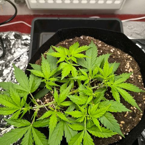 White Widow Automatic growlog timeline photo