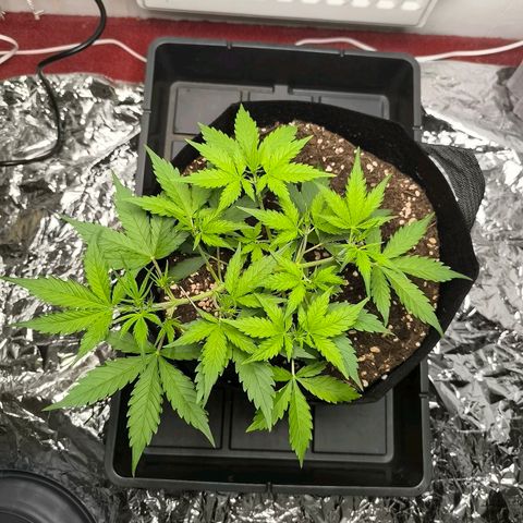White Widow Automatic growlog photo: Leaves tucked
