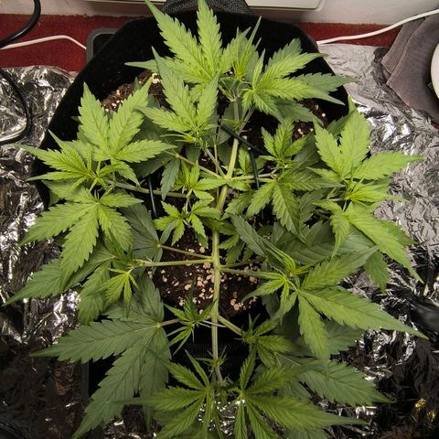 White Widow Automatic growlog timeline photo