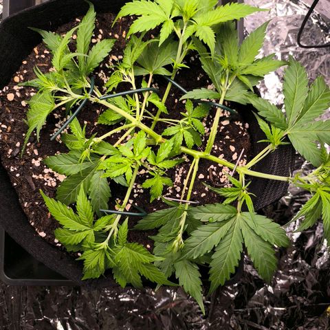White Widow Automatic growlog timeline photo