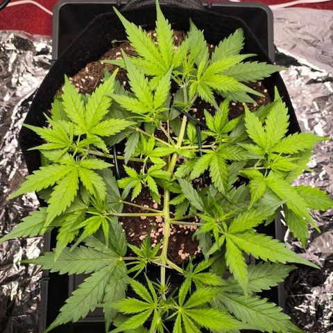 White Widow Automatic growlog timeline photo
