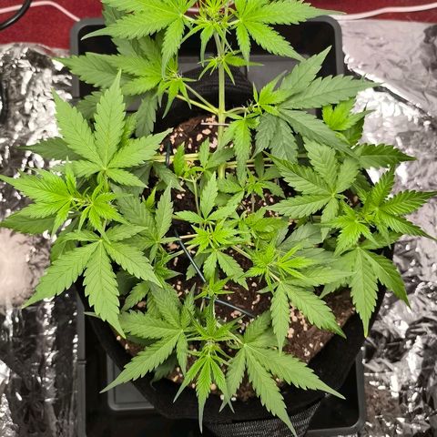 White Widow Automatic growlog timeline photo