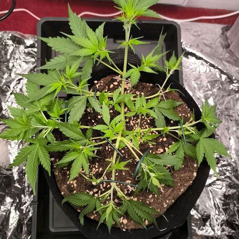 White Widow Automatic growlog timeline photo
