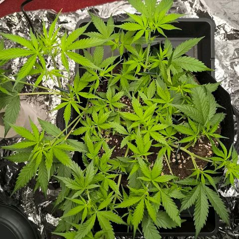 White Widow Automatic growlog timeline photo