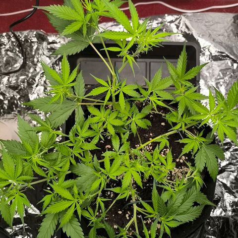 White Widow Automatic growlog timeline photo
