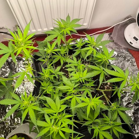 White Widow Automatic growlog timeline photo