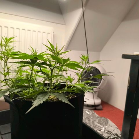 White Widow Automatic growlog timeline photo