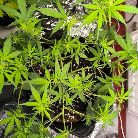 White Widow Automatic growlog timeline photo