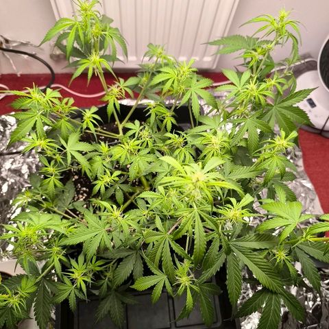 White Widow Automatic growlog timeline photo