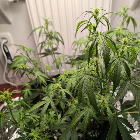 White Widow Automatic growlog timeline photo