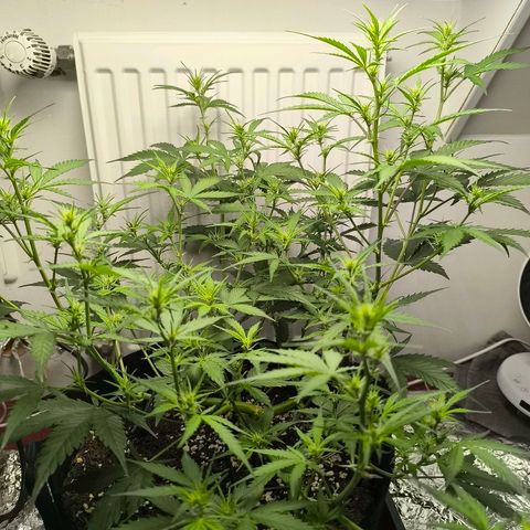 White Widow Automatic growlog photo: Happy ever after