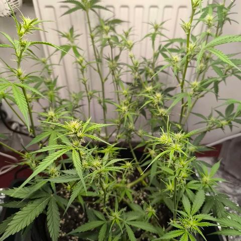 White Widow Automatic growlog timeline photo