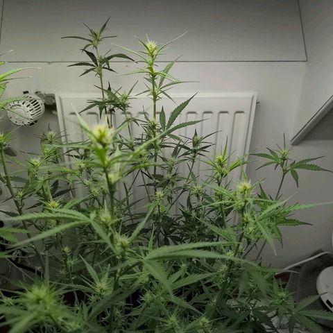 White Widow Automatic growlog timeline photo