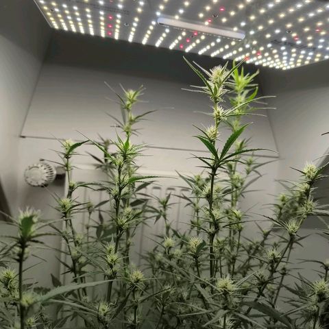 White Widow Automatic growlog timeline photo