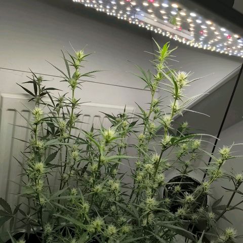 White Widow Automatic growlog timeline photo
