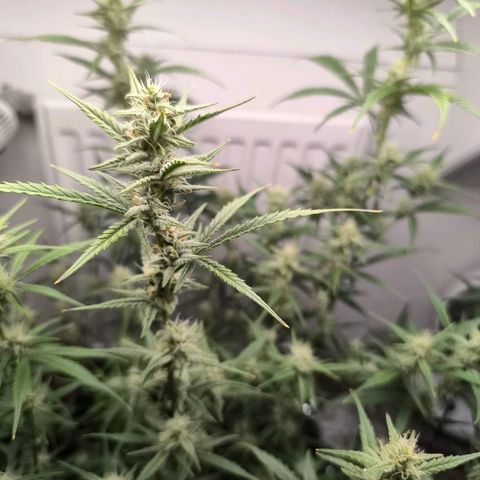 White Widow Automatic growlog timeline photo