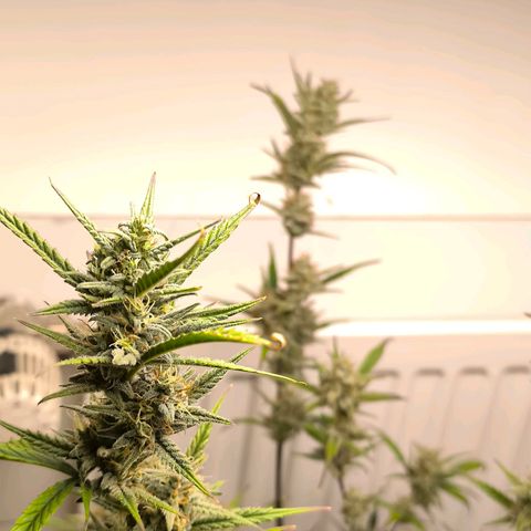 White Widow Automatic growlog photo: Kalt etwas 