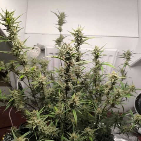 White Widow Automatic growlog photo: Kalt etwas 