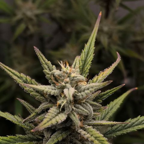 White Widow Automatic growlog photo: Kalt etwas 