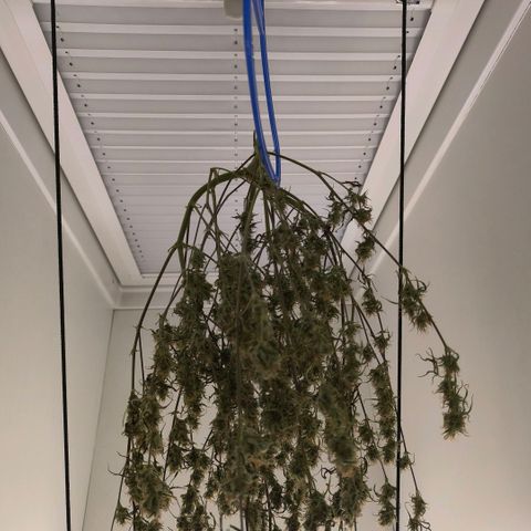 White Widow Automatic growlog timeline photo
