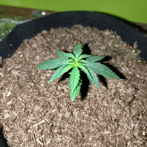 White Widow Automatic growlog timeline photo