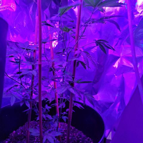 Dream queen growlog photo: Has been on nutrients mix entire life hopefully we see a big difference between the dream queen and lavender Jones as Jones started late in life.