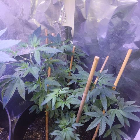 Dream queen growlog photo: She seems to be doing extremely well on her nutrition and watering schedule. There has been an upgrade in lights 
