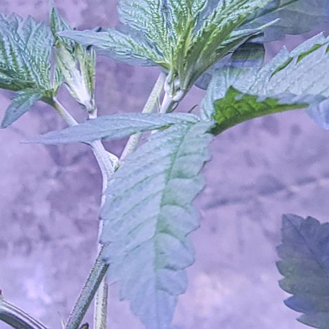 Dream queen growlog photo: She seems to be doing extremely well on her nutrition and watering schedule. There has been an upgrade in lights 