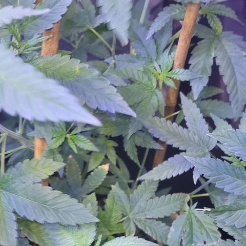 Dream queen growlog photo: She seems to be doing extremely well on her nutrition and watering schedule. There has been an upgrade in lights 