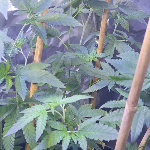 Dream queen growlog photo: She seems to be doing extremely well on her nutrition and watering schedule. There has been an upgrade in lights 