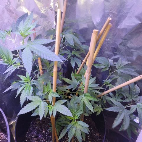 Dream queen growlog photo: Looking good. still on vegitive  schedule and feedings. Began a downward training to expose more interior to light.