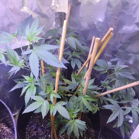 Dream queen growlog photo: Looking good. still on vegitive  schedule and feedings. Began a downward training to expose more interior to light.