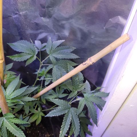 Dream queen growlog photo: Looking good. still on vegitive  schedule and feedings. Began a downward training to expose more interior to light.