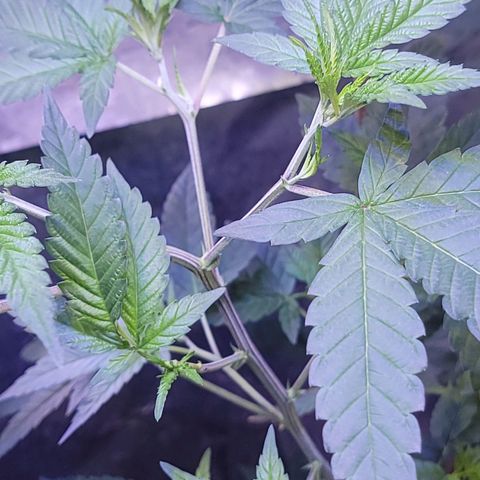 Dream queen growlog photo: Looking good. still on vegitive  schedule and feedings. Began a downward training to expose more interior to light.