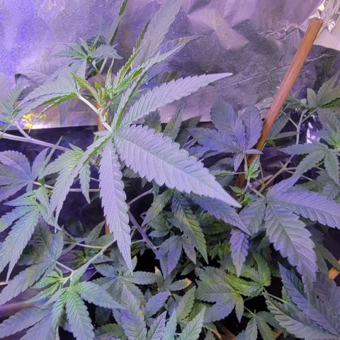 Dream queen growlog photo: Noticed a little yellow today but over all looking healthy just did a feeding and will continue monitoring for now.