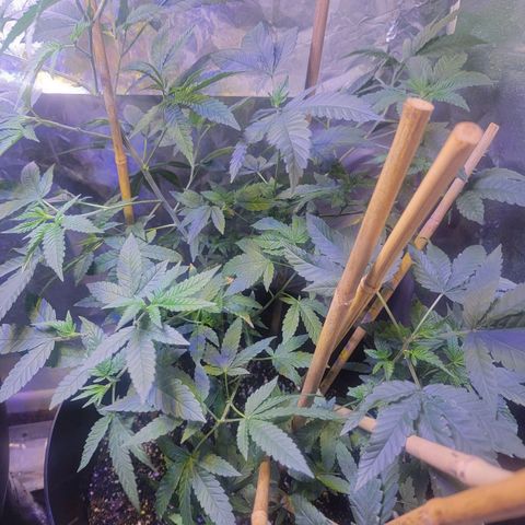 Dream queen growlog photo: Noticed a little yellow today but over all looking healthy just did a feeding and will continue monitoring for now.