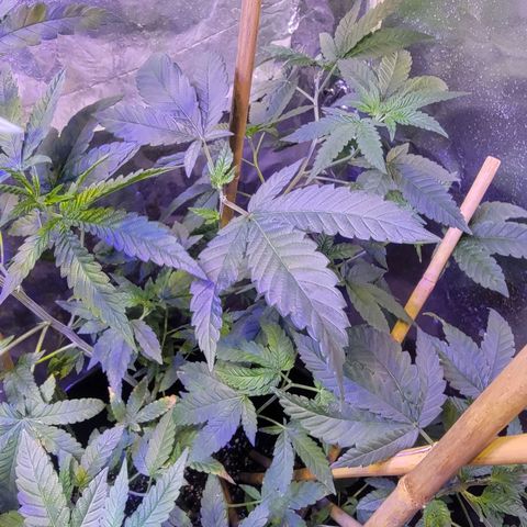 Dream queen growlog photo: Noticed a little yellow today but over all looking healthy just did a feeding and will continue monitoring for now.